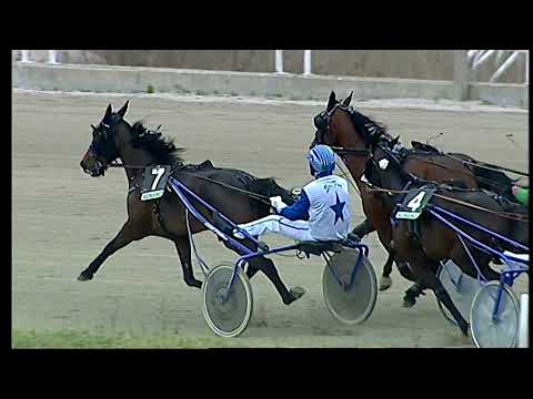 Napoli Trotto 24/12/2021 - 1ª corsa