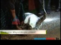 huge python found near palode trivandrum news chuttuvattom 25thh aug 2013 ചുറ്റുവട്ടം