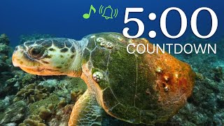Download lagu 5 Minute Timer - 4k Underwater Sea Life Timer mp3