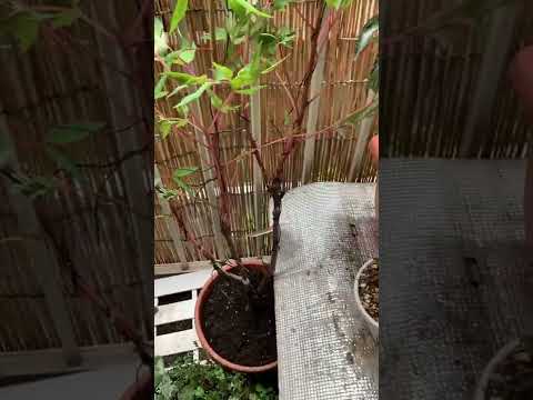 牡丹に最適な肥料は何ですか?この春、美しい花を咲かせるための実践ガイド!  庭園