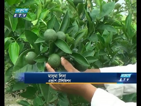 জয়পুরহাটে বাণিজ্যিকভাবে মাল্টা চাষ