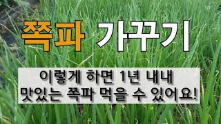 쪽파 가꾸기 이렇게 하면 1년 내내 맛있는 쪽파 먹을 수 있어요! #주말농장 쪽파 가꾸기.