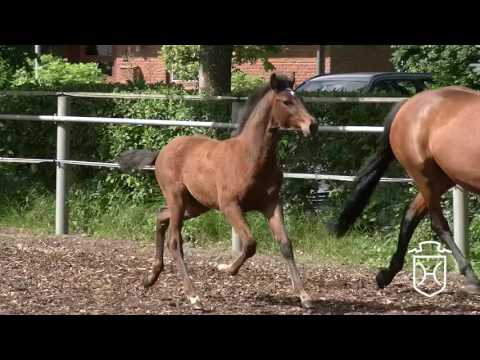 SL068 Stutfohlen von Conditus - Loran - Claudio's Son