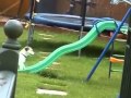 Dog vs Slide 