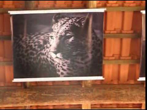 Xamanismo, Daime   Inauguração Céu Amor Universal Banners da Igreja