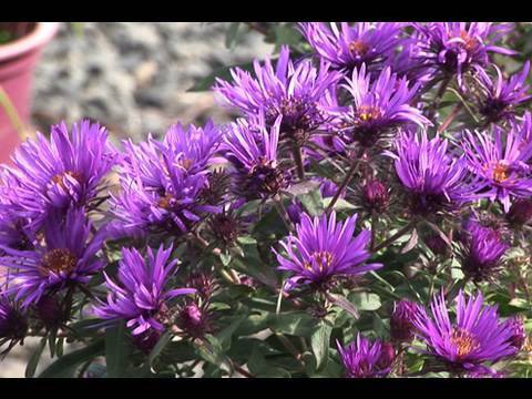 image-Is blue aster perennial?