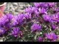 Learning About Asters