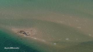 Dead Ceremony - Losing You