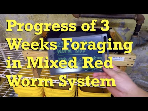 Check-in after 3 weeks of foraging in the mixed red worm system - vermicompost