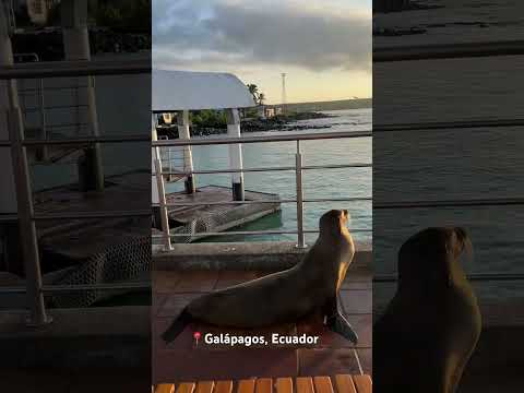 📍Port of Puerto Ayora (Santa Cruz island of Galapagos) and its curious sea lions
