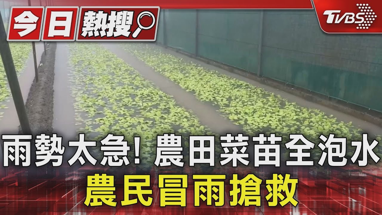 雨勢太急!農田菜苗全泡水 農民冒雨搶救
