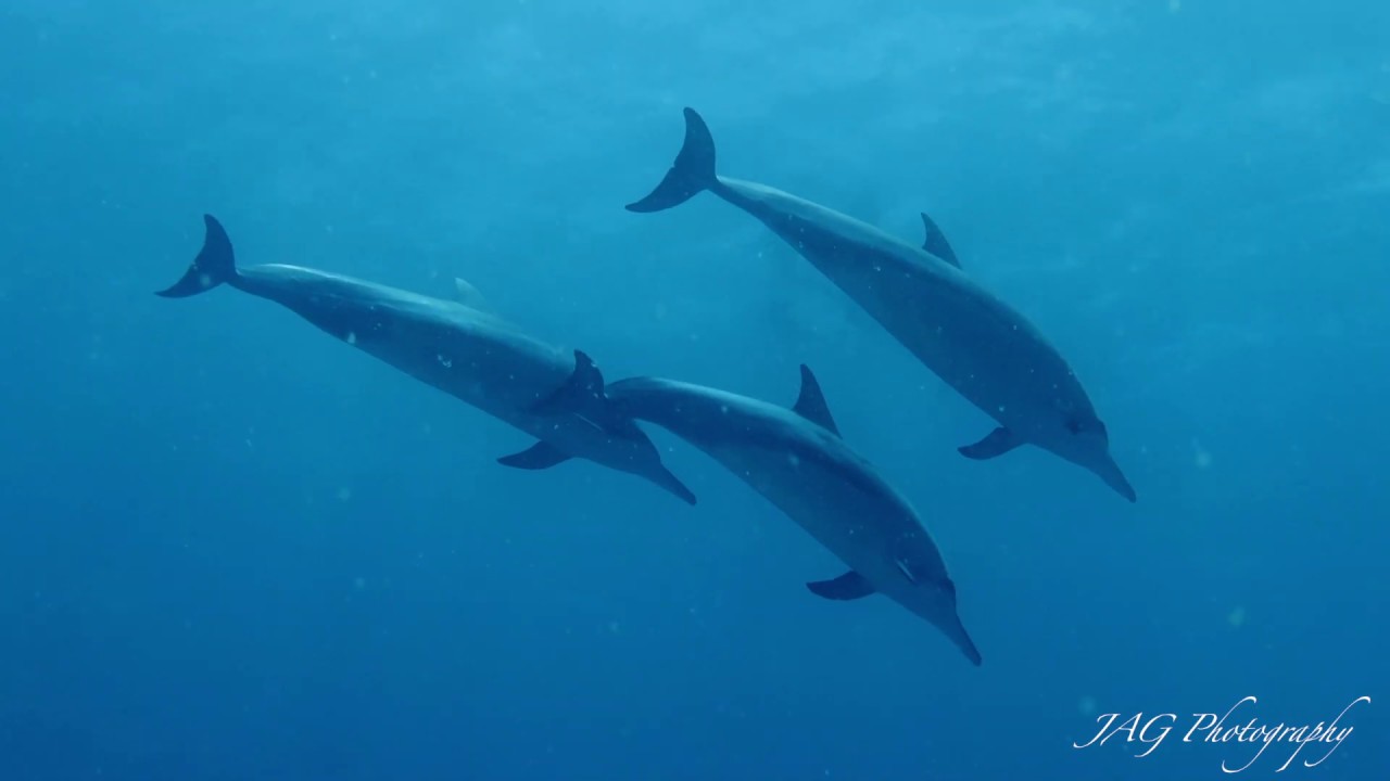 Diving With Dolphins - May 31, 2020