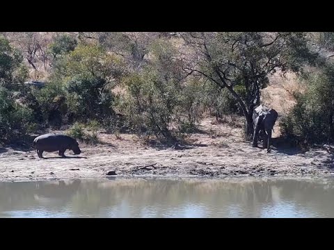 Djuma: Elephants and Hippo - 10:50 - 07/17/20