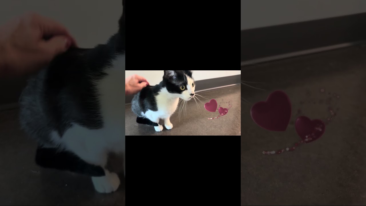 Enlarge Fleur, a Adoptable Domestic Short Hair in Nashville, IN video 6/6
