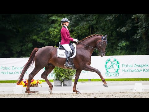 Approved stallion RAPHAEL G by Revolution / Quaterback