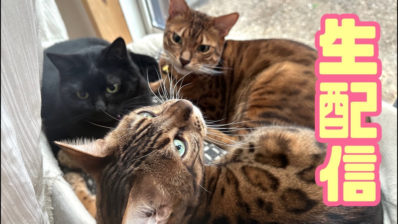 【生配信10/11】お久しぶりです！