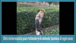 si-adottano-i-cani-del-nucleo-cinofili-della-polizia-penitenziaria-di-benevento