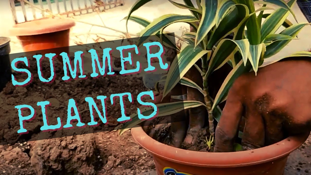 Plants to buy in Summer Months || Hibiscus | Rose | Song of India | Sprenger’s Asparagus |Tulsi