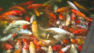 preview picture of video 'Giant 錦鯉 Koi Fish Being Fed at the Lost City in 珠海 Zhuhai'