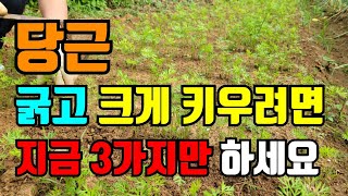 가을 당근9월에 꼭 해야할 3가지 / 제초작업 / 솎아주기 / 웃거름주기