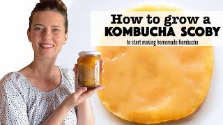 How to Grow your own Kombucha Scoby (Part 1 Kombucha Series)