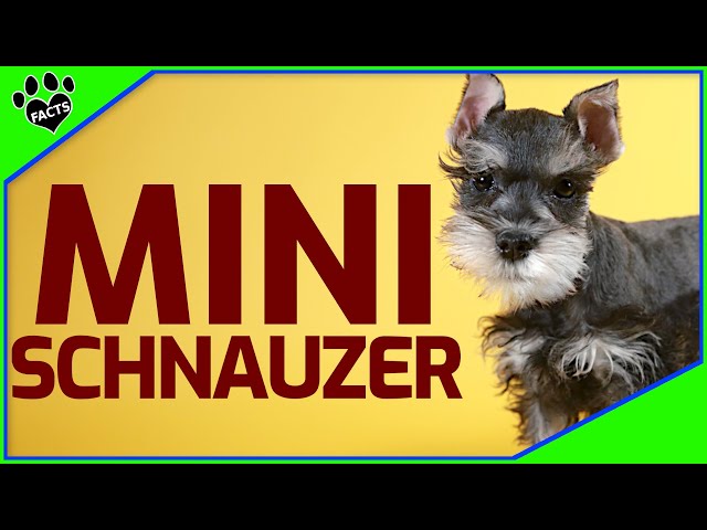 Výslovnost videa miniature schnauzer v Anglický