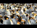 Penguins Falling & Whales Jumping JANXEN ...