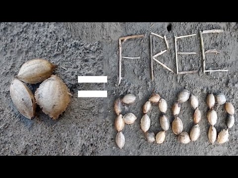 Tropical Almonds = Free Food! (Day 10 of 30)