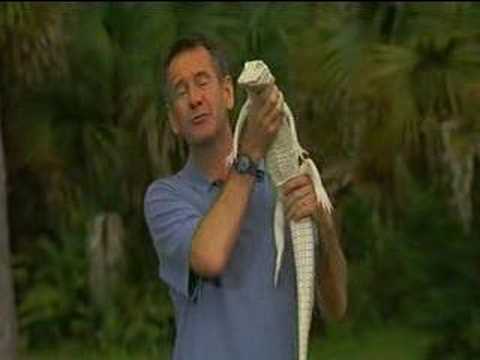 FIRExpo White Albino Alligator Nigel Marvin bite