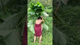 Download lagu cari pakan mp3 Download lagu cari pakan mp3