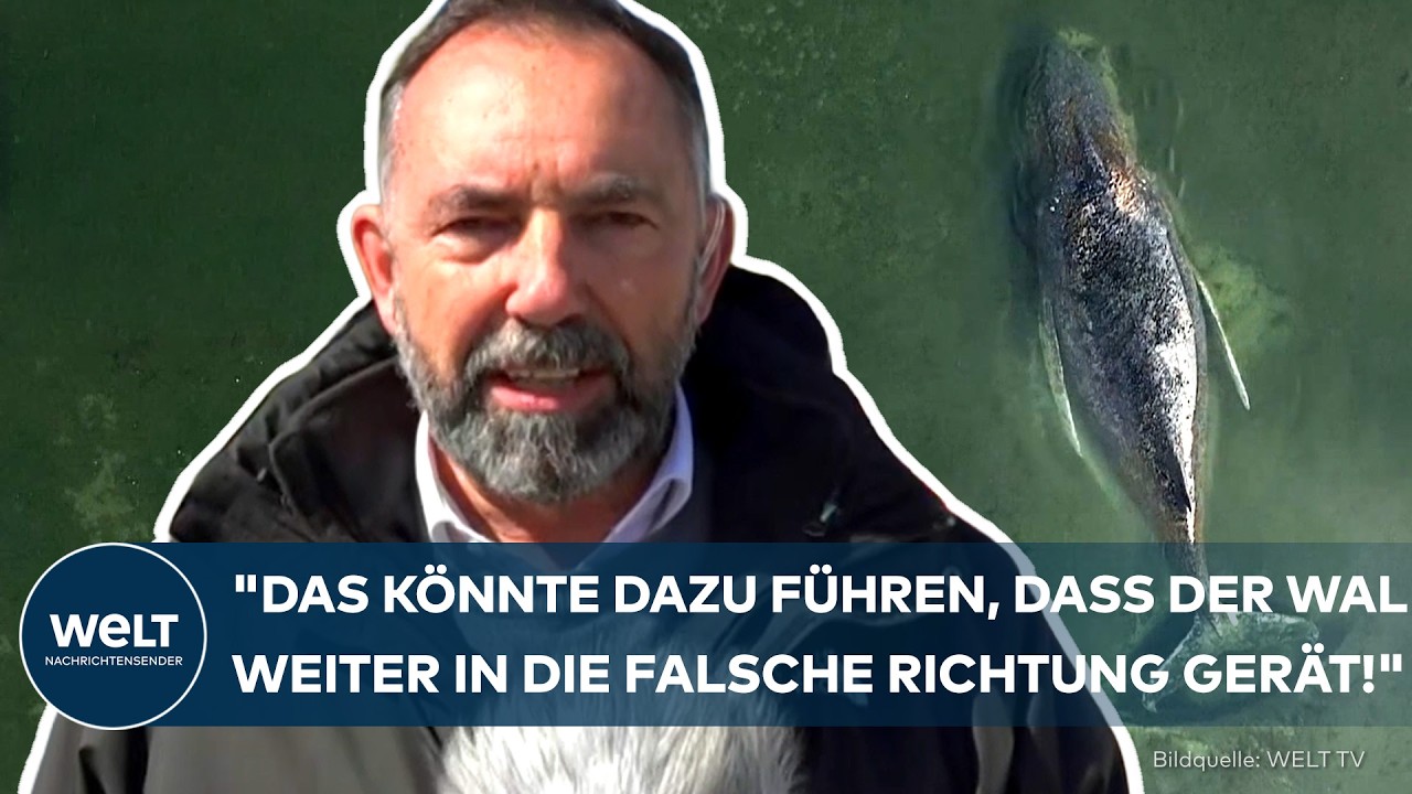 POEL: "Der trocknet langsam aus!" Wal "Timmy" in Gefahr! Rettung wird zum Wettlauf gegen die Zeit!