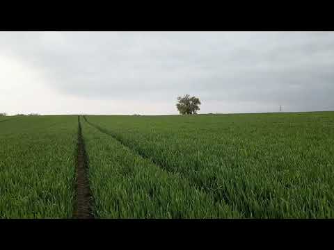 Dopłaty Do Zboża - Dwa Nabory - O Co Chodzi? - Sytuacja w Rolnictwie - CZYTAJ OPIS