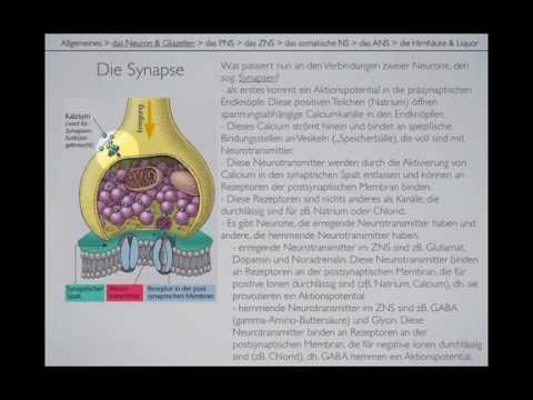 Nervensystem (Level 2) Teil 1/2