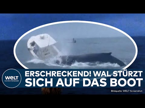 NEW HAMPSHIRE: Wal-Attacke! Buckelwal stürzt sich auf ein kleines Boot und bringt es zum kentern