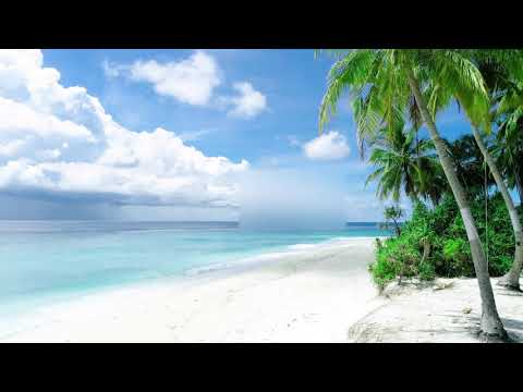 white sand beach and palm trees
