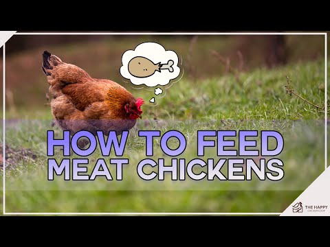 , title : 'How to Feed Meat Chickens?'