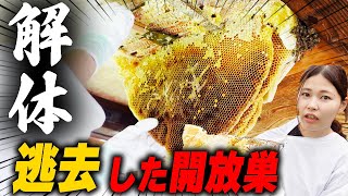 122日間観察させてもらった開放巣を解体しました。
