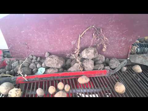 Wykopki 2015 było gorzej :)