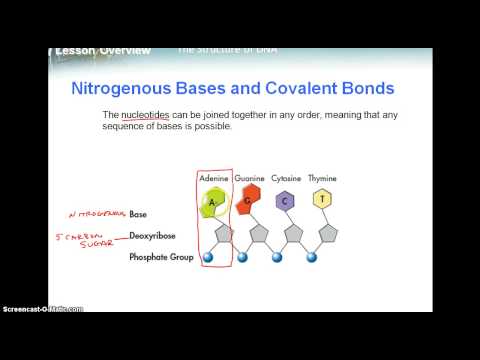 2.5.1 - DNA Structure