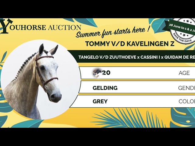 Tommy vd Kavelingen Z