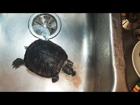 Tommy the Turtle Tasting Tuna