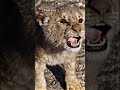 Best Big Cats Roars From Movies Shorts
