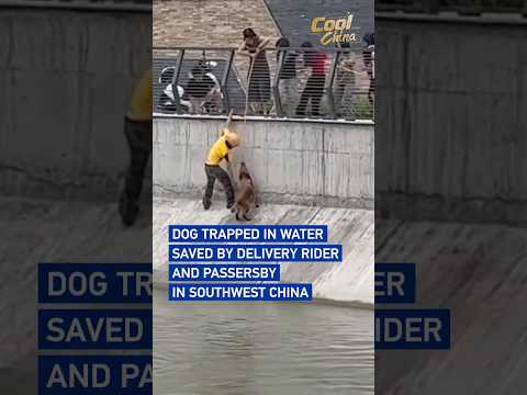 Dog trapped in water saved by delivery rider and passersby in southwest China #CoolChina
