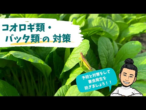 コークスクリューバッタ 植物