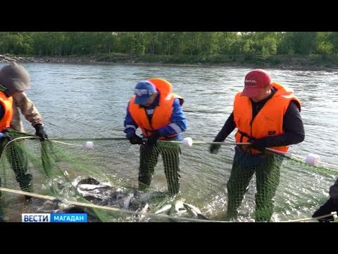 Большая рыбалка началась на Колыме