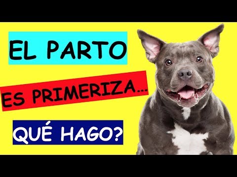 Symptoms of labor in a female dog | how to help her |