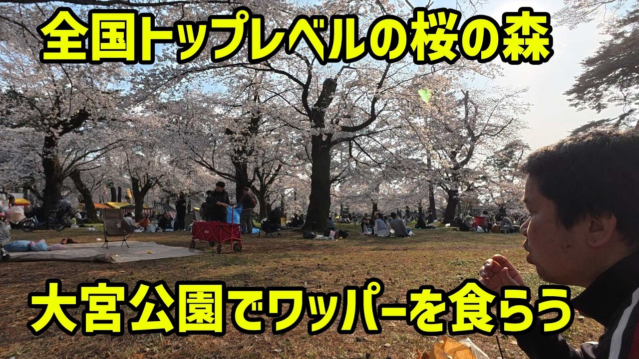 全国トップレベルの桜の森「大宮公園」でワッパーを食らう
