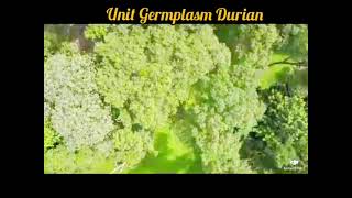 Durian TPU UPM- Igrow