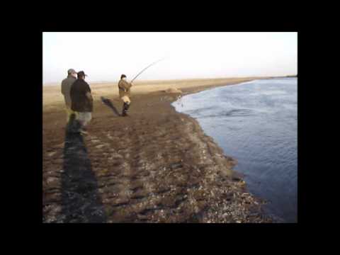TAIMEN FISHING IN MONGOLIA ХЭРЛЭН 2008 ЭЭГИЙ.wmv