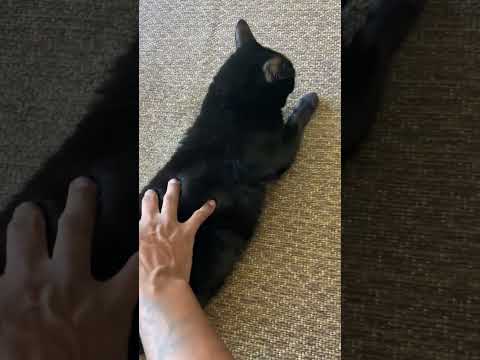 Vídeo de Magie 